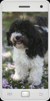 Havanese Poster