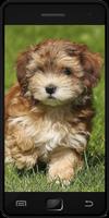 Havanese captura de pantalla 1