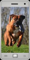 پوستر Boerboel