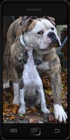 Boerboel تصوير الشاشة 1