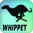 Whippet