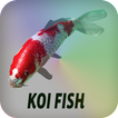 Koi Fish