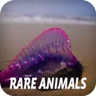 Rare Animals biểu tượng