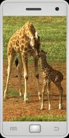Wild Animals পোস্টার
