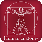 Анатомия человека иконка