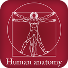 Human Anatomy-icoon