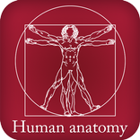Human Anatomy
