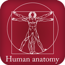 Anatomia humana APK