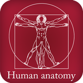 Anatomie humaine icon