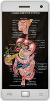 Anatomie humaine Affiche