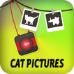Cat Pictures
