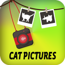 Gambar kucing APK