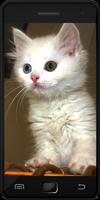 猫照片 海报