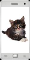 猫照片 截图 1