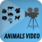 Animals Video icon