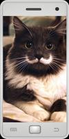 Cats Cartaz