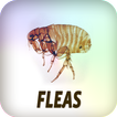 Fleas
