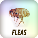 Kutu APK