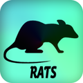 Rats