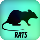 Rats icône