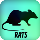 Rats آئیکن