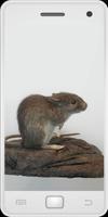 Rats اسکرین شاٹ 1