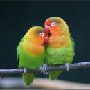 vogels fluiten-APK
