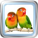 Kicau Pemikat Lovebird Master-APK