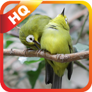 Pleci Manjur APK