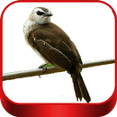 Trucukan Mania Chirping-APK