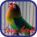 Burung LoveBird Masteran