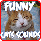 Funny Cats Sounds Ringtones icône