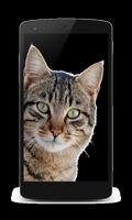 Funny Cats Sounds Ringtones screenshot 2