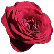Beautiful Flowers Wallpaper