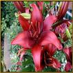 Flowers 777