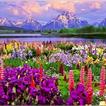 Flowers 77