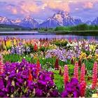Flowers 77 icon