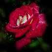 Blumen...