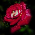 Flowers ... icon