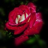 Flowers ... আইকন