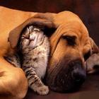 Funny pictures 21 图标