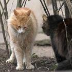 Funny pictures 39 icon
