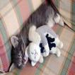 Funny pictures 45