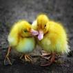 Lustige Bilder 47