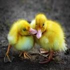 Funny pictures 47 icon
