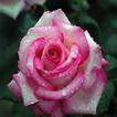 Flowers 7
