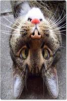 Funny pictures 55 poster