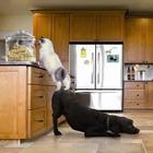 Funny pictures 56 icon