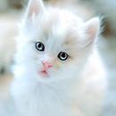 Kittens 9 APK