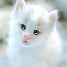 Gatinhos 9 ícone